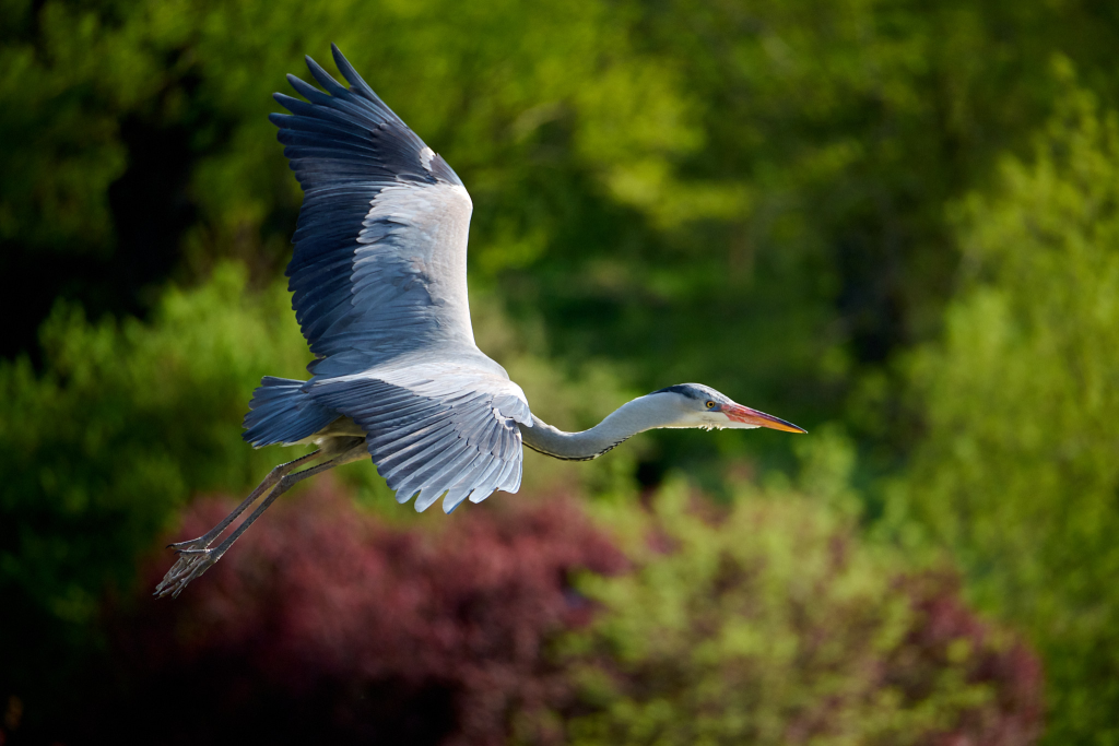 Nikon-Z-28-400mm_Sample-Images_Grey-Heron_ZOO-Prague_010_LVP9361.png