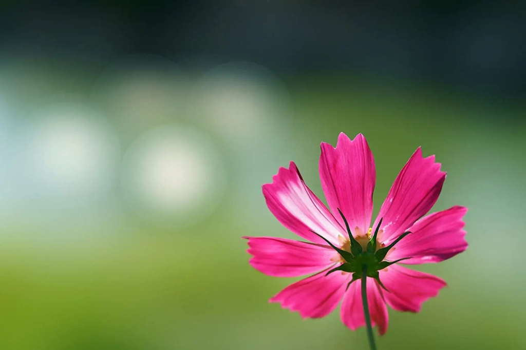 obektiv-sony-sel100f28gm-82214492285383.png